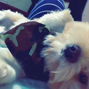 Meet your Posher, Brando